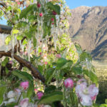 Apple blossoms under ice